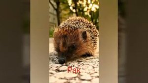 Тест кто ты по знаку задиака из животных