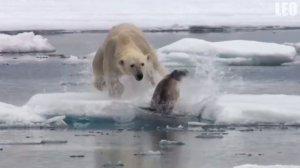 20 Сумасшедших Битв Животных, Снятые на Камеру