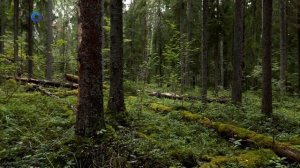 КАК ЛЕС ВЛИЯЕТ НА КЛИМАТ? | Тайны карельского леса