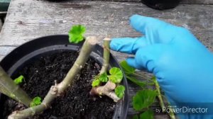 Пеларгония. Кординальная обрезка старых кустов.