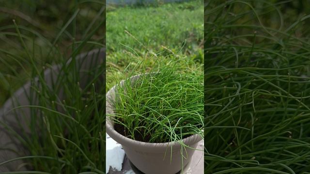 1000015376.mp4