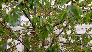 Вредители черешни. Вишневая муха, тля, клещи. Защита и профилактика. Препараты.