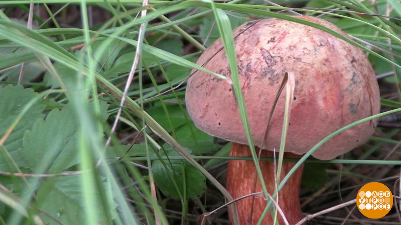 Места знать надо - грибные! Доброе утро. Суббота. Фрагмент выпуска от 26.08.2023