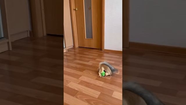 Безудержное веселье⁠⁠ белки))
