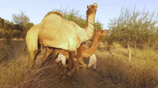 Camel Vs Camel jumping || Camel Of Thar смотреть онлайн