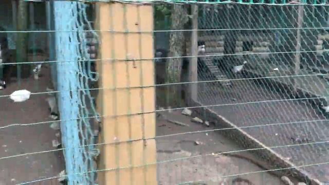 Приамурский Зоосад | Amur Animal Garden | Хабаровск | Khabarovsk city | Россия | Russia