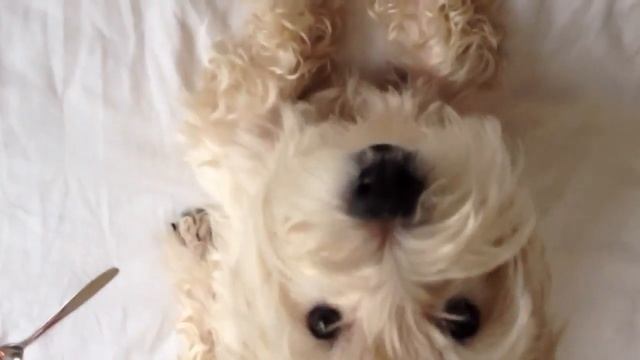 Суп Гаспачо смотреть онлайн