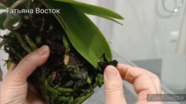 Причина пересадки цветущей орхидеи Ноттингем! Nottingham orchid transplant! смотреть онлайн
