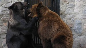 Брачные игры медведей The marriage games of bears