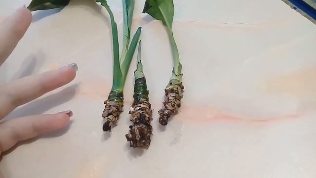 Наращивание корней у спатифиллума.продолжение следует... смотреть онлайн