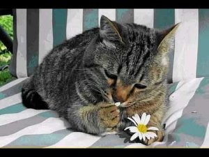 ? Хочу любви! ? Приколы с котами и собаками 2022 #38