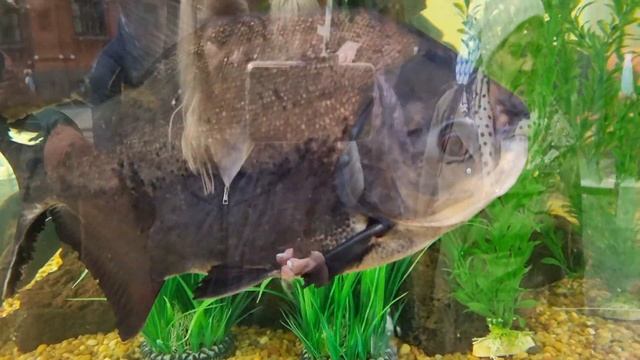 Фестиваль Рыбная Неделя в Москве с 27 по 5 июня 2022 ! Пробую Барабульку и шашлык из креветок смотреть онлайн