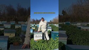 Сколько же пчел живет в одном улье?