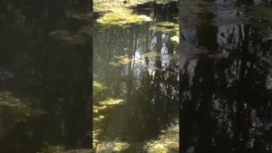 Скиммер для пруда Vodoman