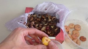 ГЛАДИОЛУСЫ.ГЛАДИОЛУСЫ ВЕСНОЙ!#гладиолусы#гладиолусыподготовкапередпосадкой#гладиолусывесной#