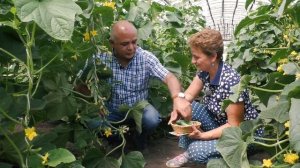 Огурцы не горчат. Гибрид Великолепная пятерка. Лучшие для засолки