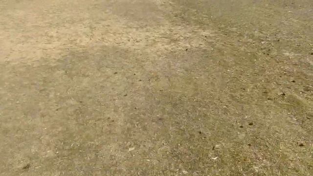 Павлиний глаз и лысуха ? ? смотреть онлайн