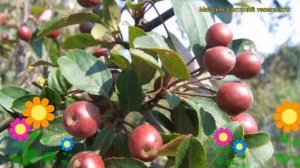 Яблоня Маковецкого (Яблоня). Краткий обзор, описание характеристик, где купить саженцы malus hopa