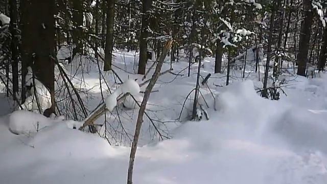 Прогулка по зимней тайге по пояс в снегу или как я пролил кипяток! смотреть онлайн