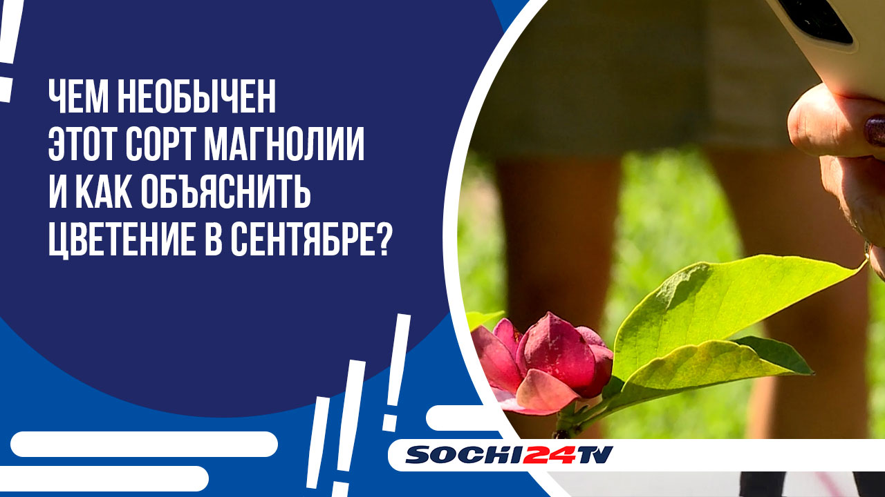 В Сочи зацвела магнолия Суланжа Дженни.