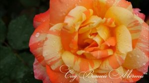 Ароматные розы. Питомник "Сад Вашей Мечты".