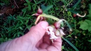 Лук многоярусный советую посадить!!!