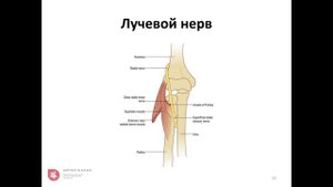 УЗИ локтевого сустава