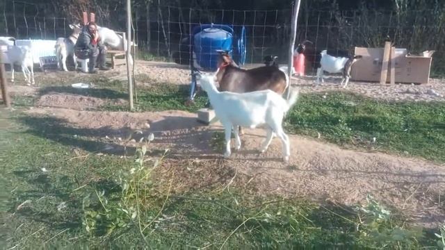 Our goat farm / Наша козья семья