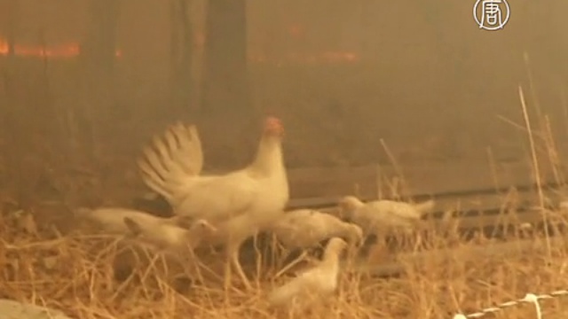 Лесные пожары в Калифорнии: погиб пожарный смотреть онлайн