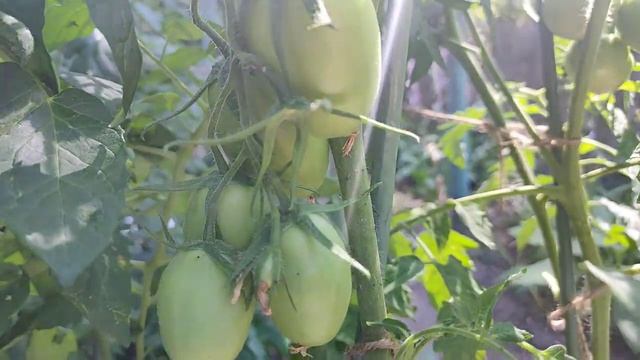 Урожайные сорта томатов для открытого грунта/Сорт Гаспачо/Обзор и отзыв смотреть онлайн