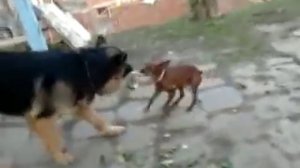 Карликовый пинчер против Немецкой овчарки!