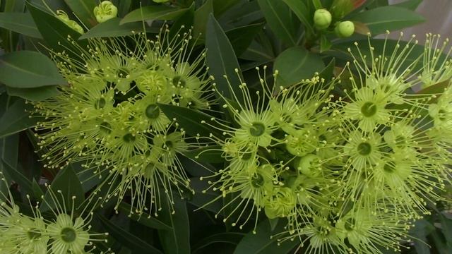 Ксантостемон золотистый Xanthostemon chrysanthus смотреть онлайн