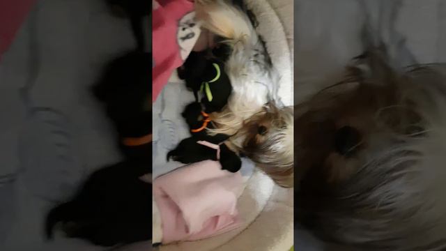 Галя и дети Шармин...картина маслом😃🤣 смотреть онлайн