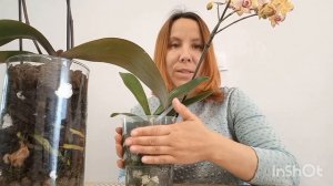 КОНДЕНСАТ? В КАШПО У #орхидеи #фаленопсис ?