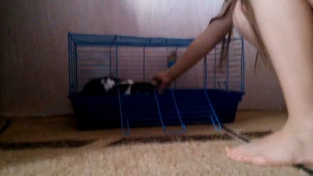 Хомяк Хама и кролик Ричи смотреть онлайн