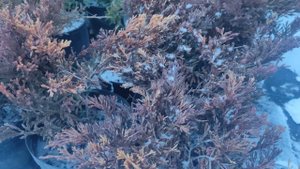 обзор на Можжевельник Лайм Глоу (limeglow) карликовый можжевельник посадка и уход