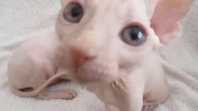 Белые канадки смотреть онлайн