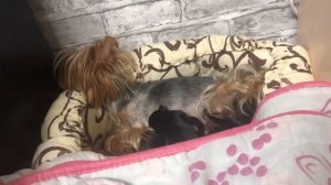 VLOG: ЩЕНКАМ ЙОРКА НЕДЕЛЯ♥️ ЩЕНКИ ИЩУТ МАМ И ПАП♥️йоркширские терьеры♥️