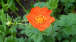 Гравилат/Гравилат чилийский/Geum/Geum quellyon