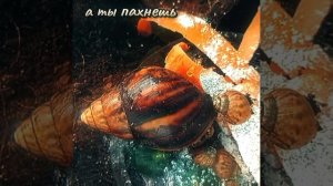 а ты пахнешь..