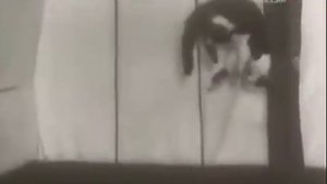 Кошки в невесомости