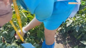 Экла F1 перец (Syngenta) плод в разрезе