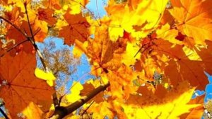 Б.Л. Пастернак  "Золотая осень"