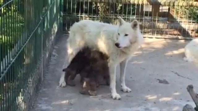 Семейство белых полярных волков из Сафари смотреть онлайн