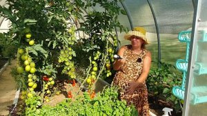 Бабочка совка - вредитель томатов и перца! Спасаем урожай.