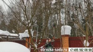 Как правильно обрезать яблоню? Видео уроки Агрономов - плодоводов