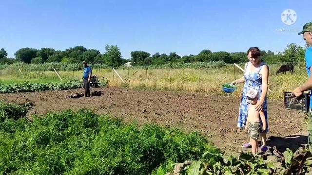 ?Сажаем картошку под мотоблок, вся семья в огороде.? смотреть онлайн
