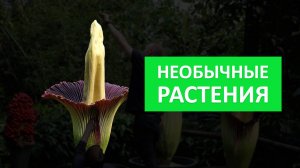 13 самых необычных растений на Земле