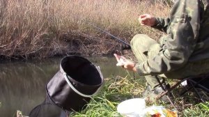 "Рыбалка в Сибири в тайге на реке. Ловля чебака на поплавочную удочку." Сергей Fish_prk