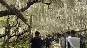 FAMOUS FANTASY ASHIKAGA FLOWER PARK GARDEN|JAPAN VLOGS